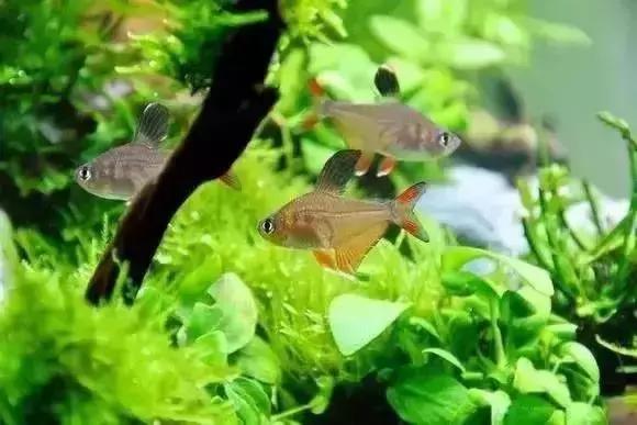 家装水景鱼缸造型全景,家居水景大号