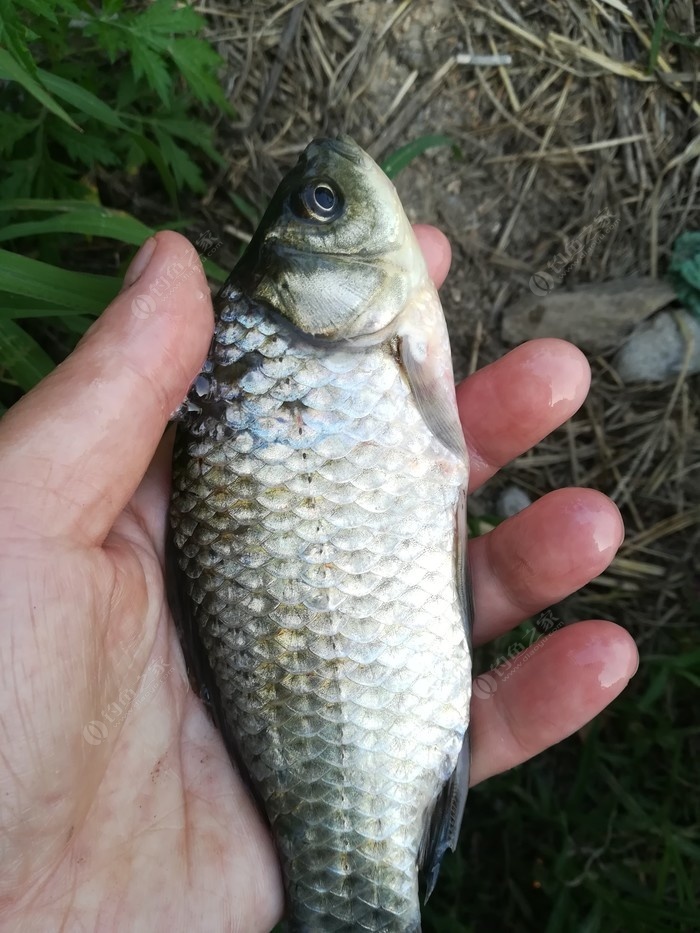 偶遇新物种，独战板鲫群