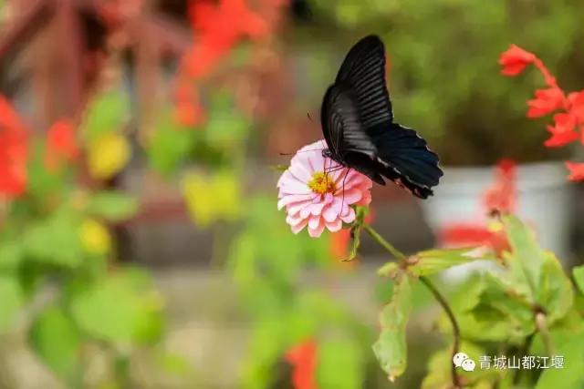 四川旅游一条很直的公路,四川唯一一条有路灯的高速公路