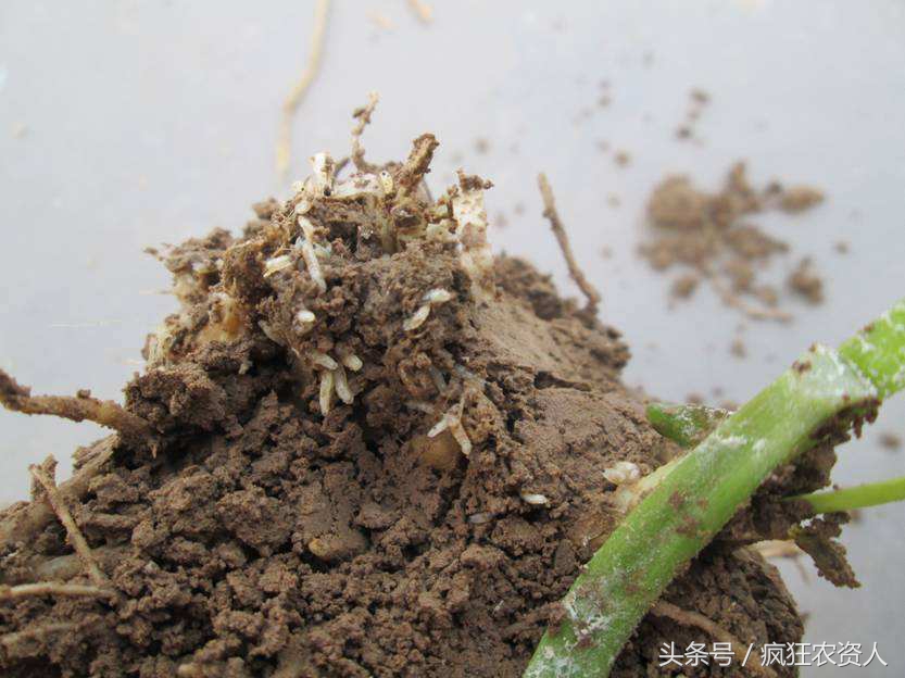 韭菜都打什么农药,韭菜舌尖上的农残高危蔬菜