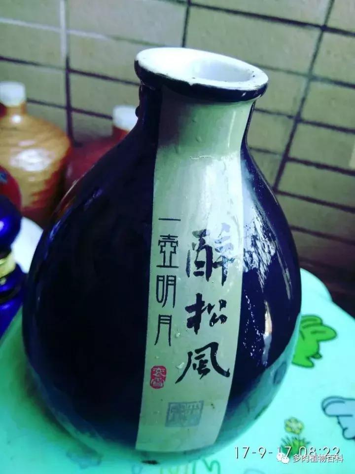 透明酒瓶种多肉怎么才好看,空酒瓶利用种多肉