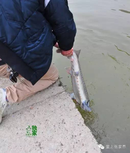 钓了8小时鱼塘老板哭了,黑坑老板被钓鱼人打崩溃