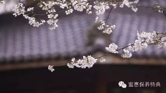 春季限定三月樱花白,3月粉色樱花系列