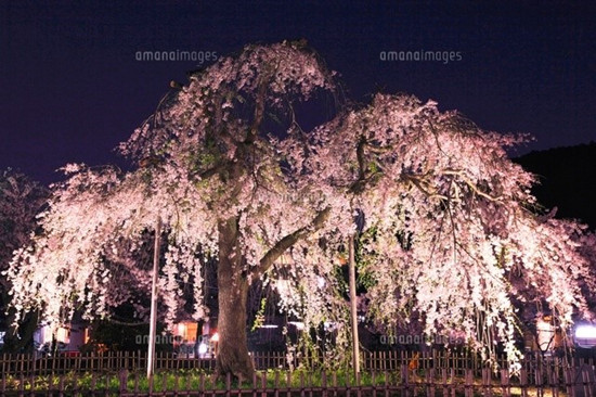 日本樱花季赏樱全攻略,赏樱攻略全部
