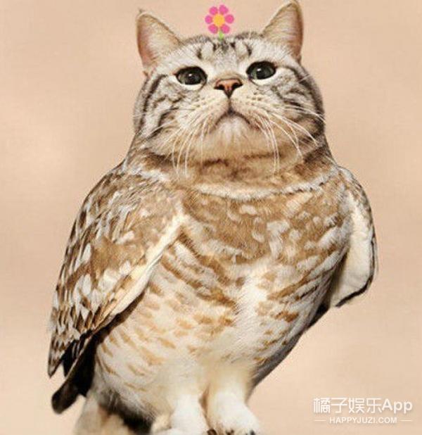 猫头鹰涂涂说自己是会飞的猫,宠物猫头鹰可以养吗犯法吗