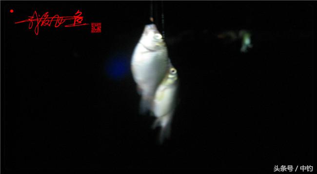 乌河湿地公园夜钓鱼,乌水边夜钓