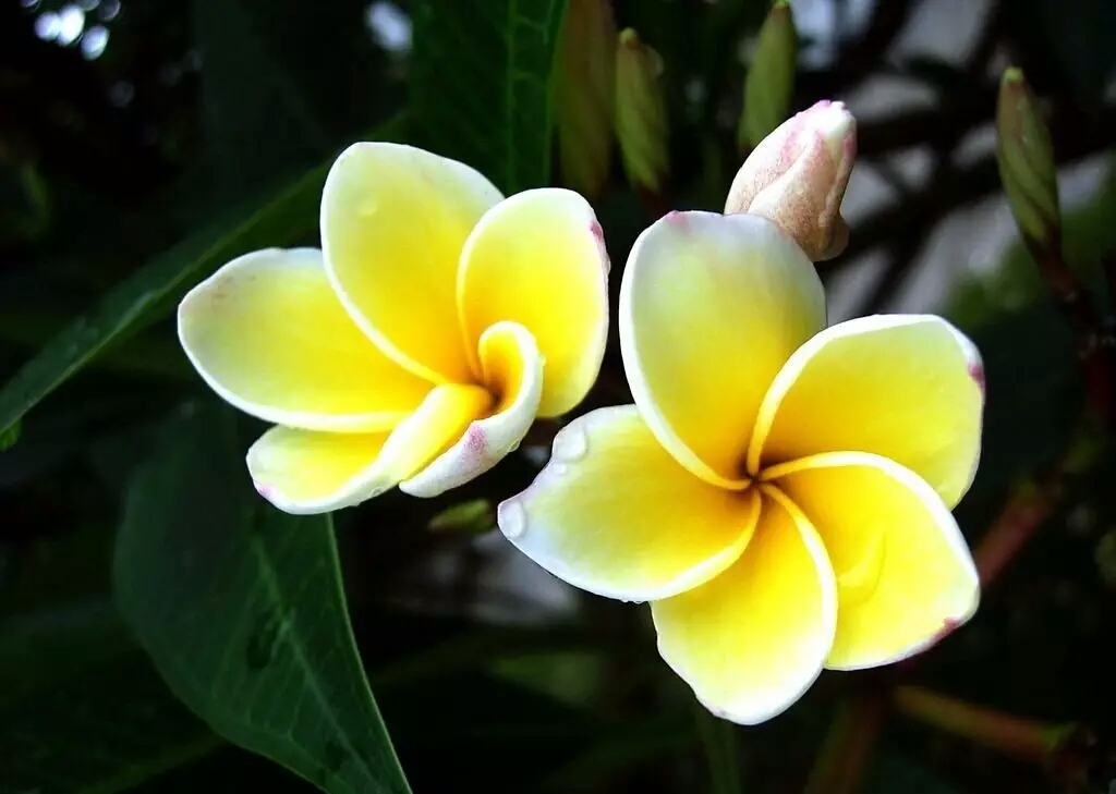 各国的国花都是什么花,不同国家的国花及其象征意义