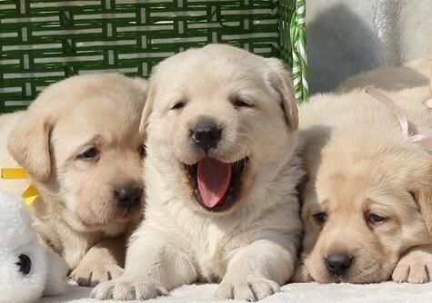 训练拉布拉多犬的注意事项,简单有效的拉布拉多犬的训练方法