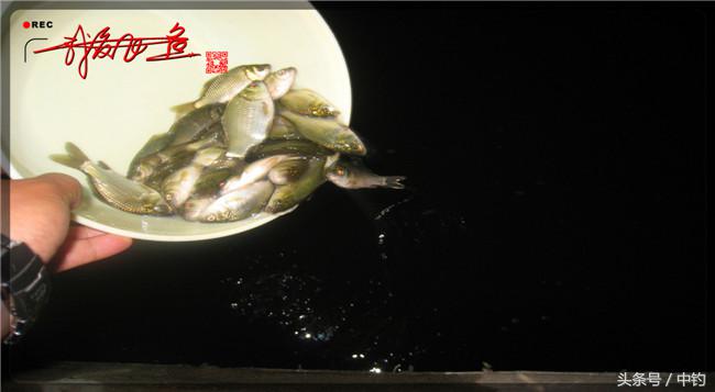 乌河湿地公园夜钓鱼,乌水边夜钓