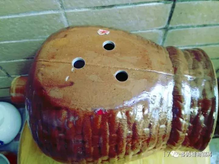 透明酒瓶种多肉怎么才好看,空酒瓶利用种多肉