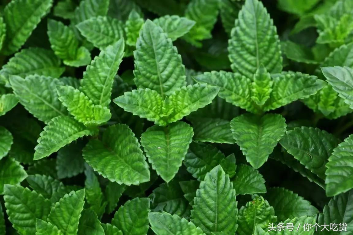 烧仙草还是龟苓膏好吃,烧仙草为啥叫烧仙草龟苓膏