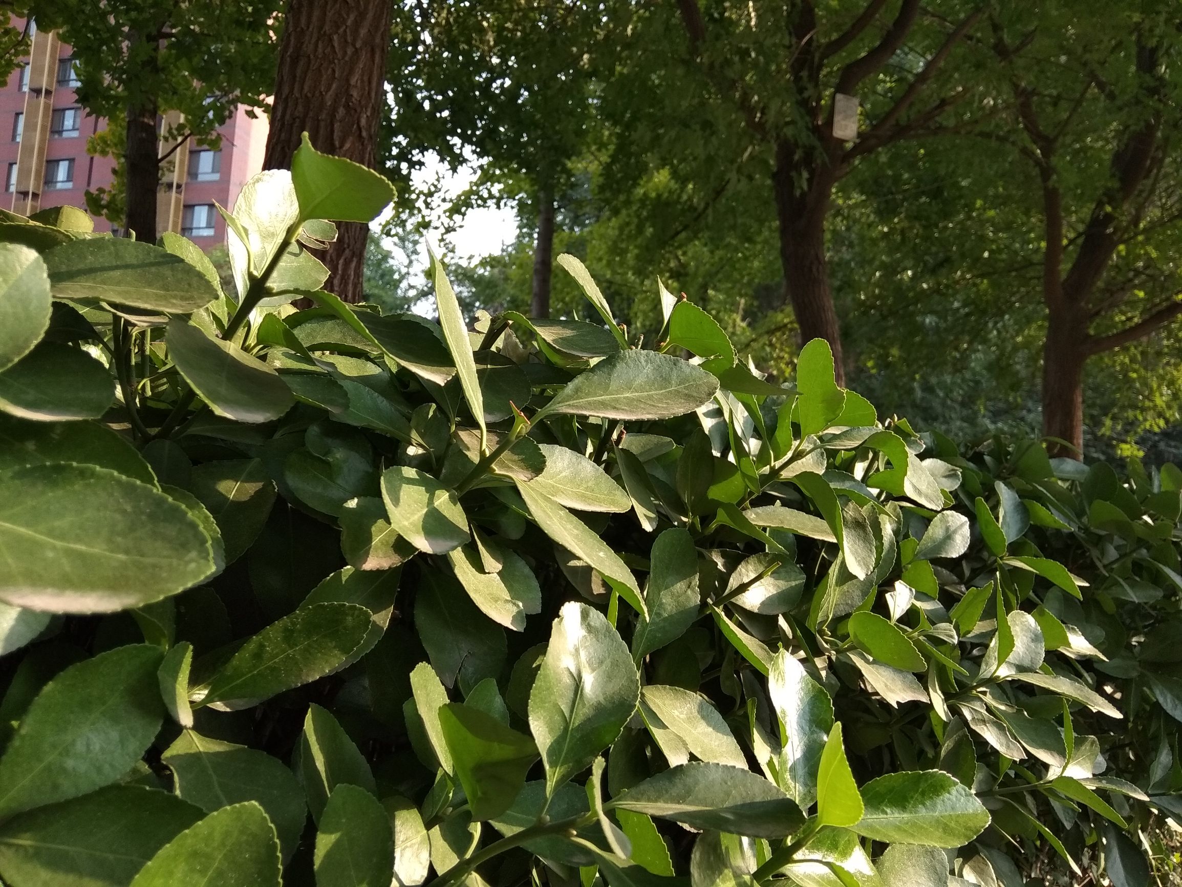 不吹不黑，699的小米Note5A你还要它怎样？