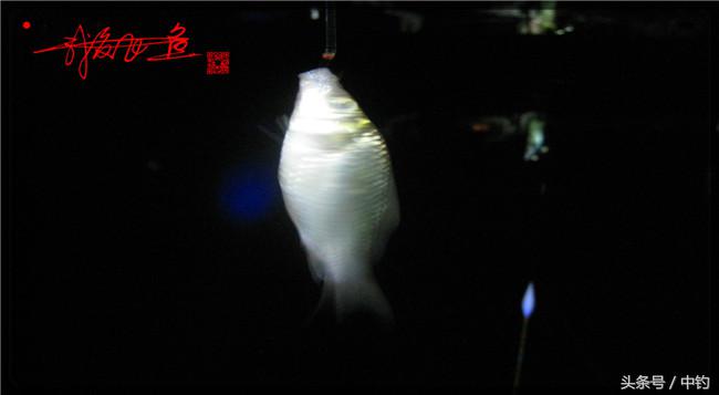 乌河湿地公园夜钓鱼,乌水边夜钓