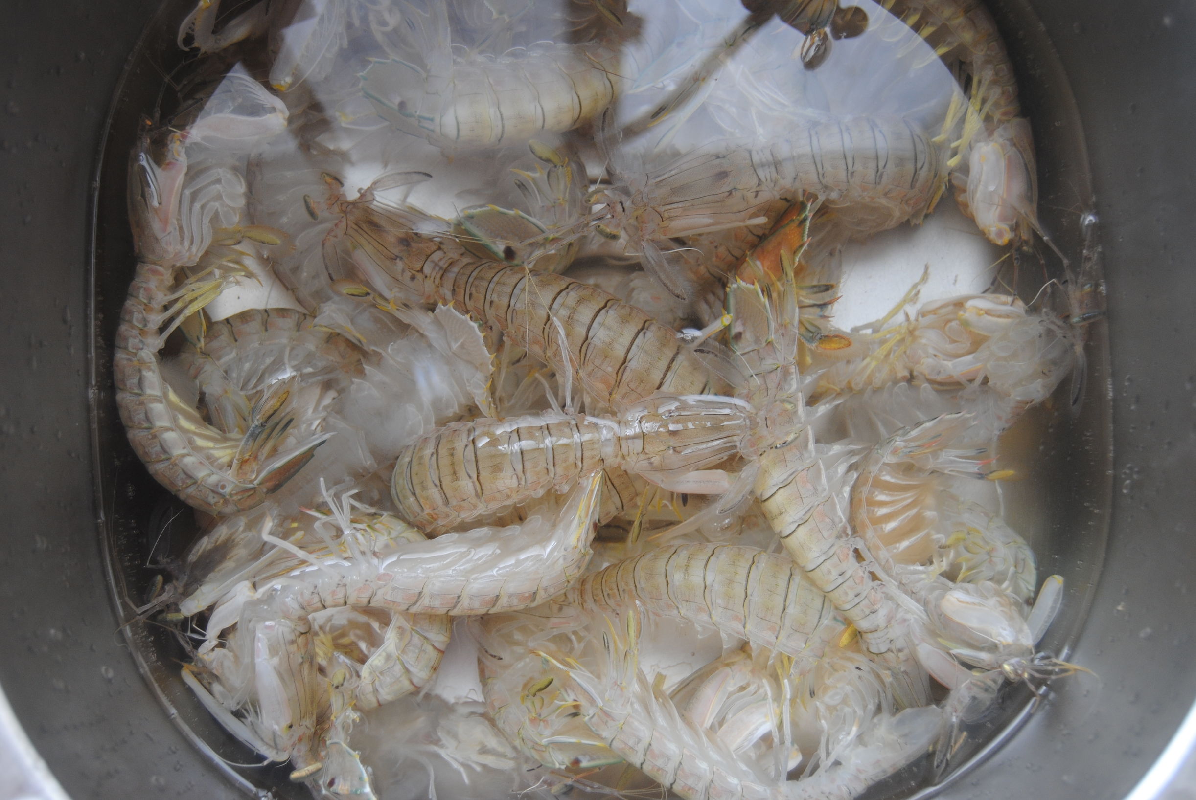 皮皮虾怎么做又麻又辣,呛皮皮虾的正确吃法