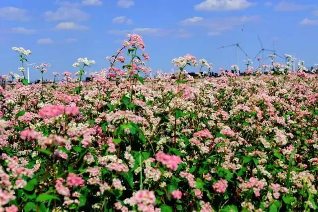 鸠歌湾，大北山怀里的“小江南”