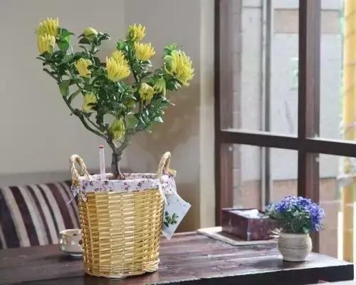 花卉摆放位置有讲究,风水上可以招财的花卉植物