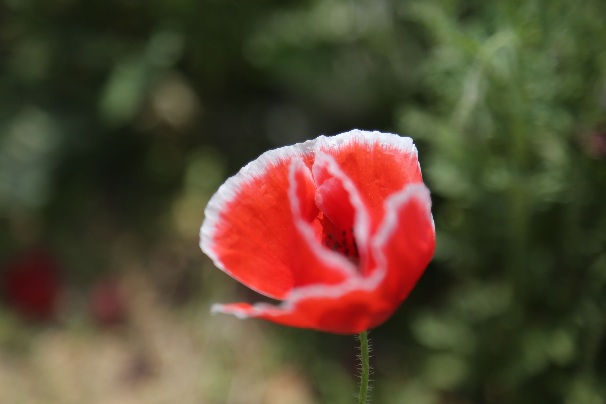 虞美人和罂粟花很像,粟花和虞美人的区别