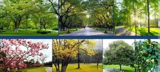 幸福林带筑梦新城规划,幸福林带十四五规划