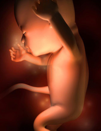 这组高清3D图，带你了解胎宝宝1-40周生长发育全过程