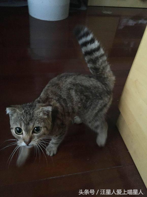 网友捡到奄奄一息流浪猫,网友捡的小松鼠