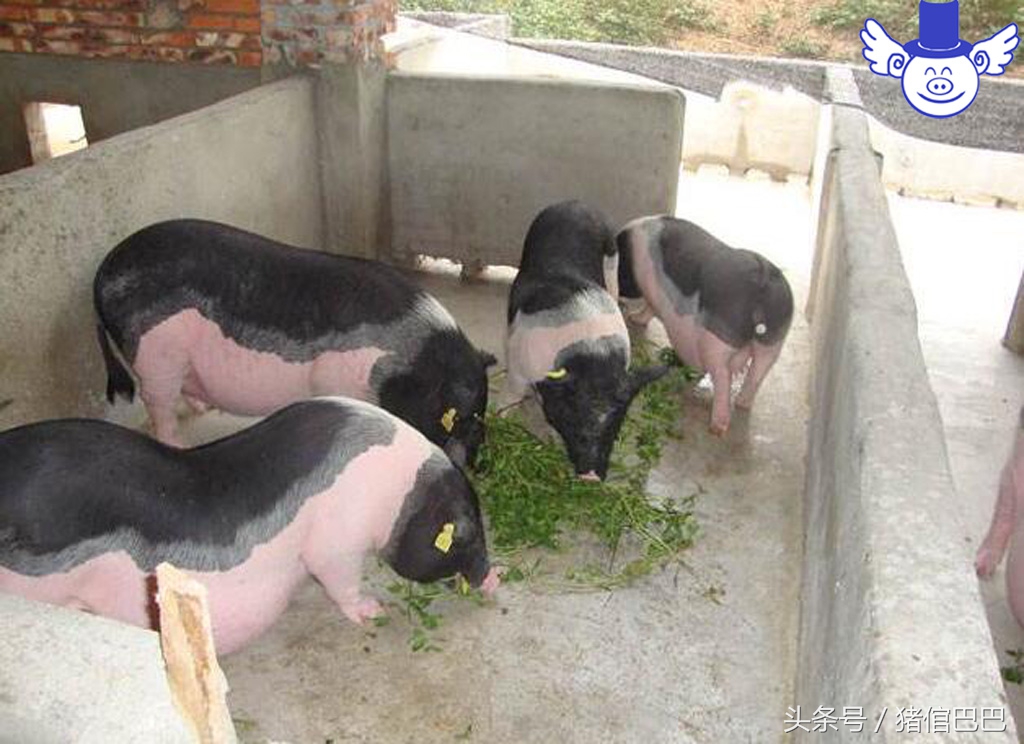 猪场标准水源,猪场用水原则