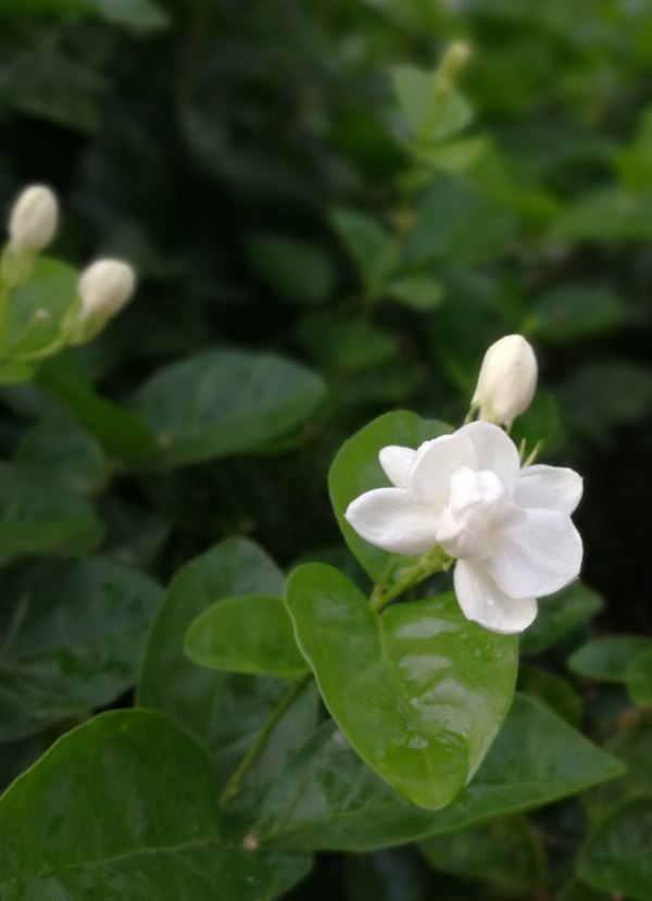 横县茉莉花之乡中华茉莉园,欢迎来到广西横县茉莉花之乡