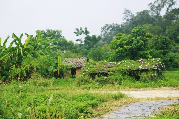 横县茉莉花之乡中华茉莉园,欢迎来到广西横县茉莉花之乡