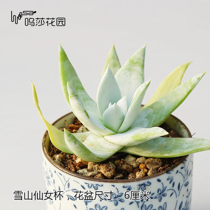 肉肉叶片为什么会变黄,肉肉叶子上白色结晶