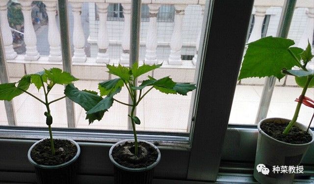 阳台种蔬菜烂根小妙招,阳台无土栽培的黄瓜