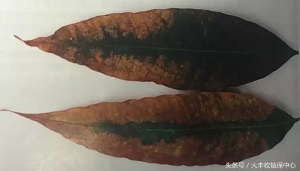 芒果控梢叶片发黄什么原因,芒果枝枯病的原因及治疗方法