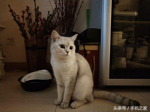 vivox20手机深度测评,vivox20性能测试