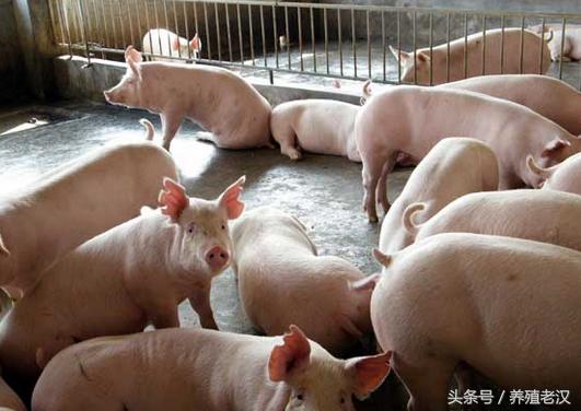 猪反复咳嗽喘怎样才能快速治好,猪气喘反复原因