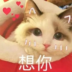 测评朵唯手机朵喵喵,朵唯l525手机好用吗