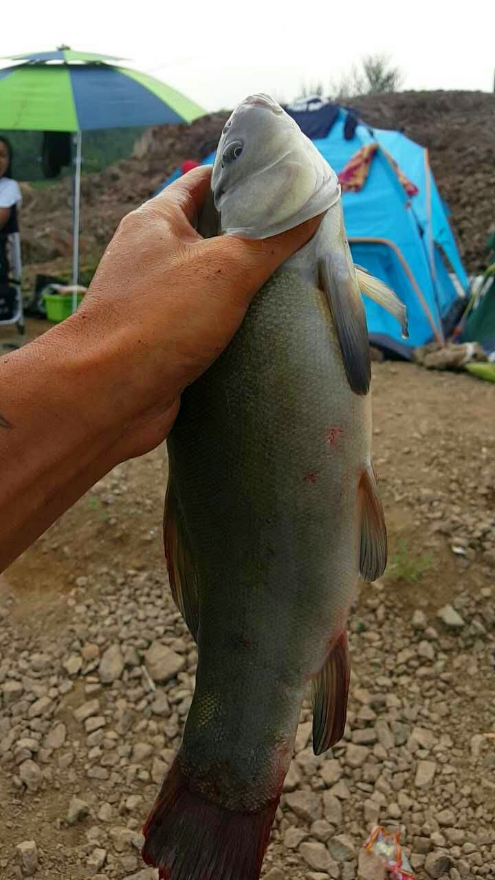 疯了！他驻钓水库35天，创下了3个纪录！