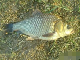 初冬野钓鲫鱼最好用的自制饵料,广东冬天钓鲫鱼用哪款饵料最好用