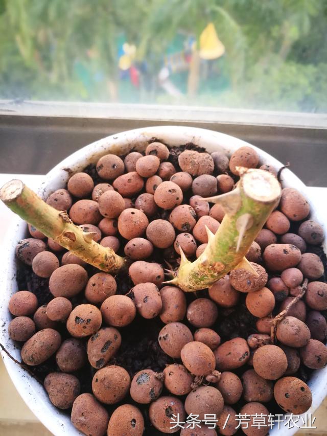 盆景玫瑰花养护,美丽的盆栽玫瑰花怎么养