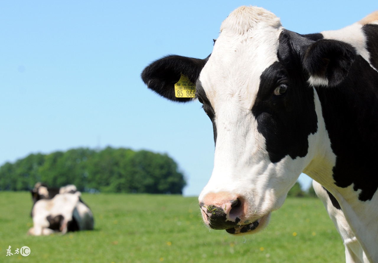 澳洲a2奶粉为什么这么贵,澳洲a2为什么比新西兰贵