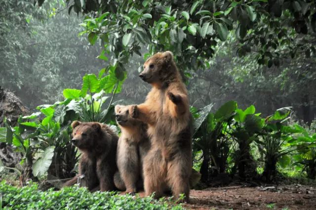 广州长隆野生动物园吃东西攻略,广州长隆野生动物园吃喝攻略