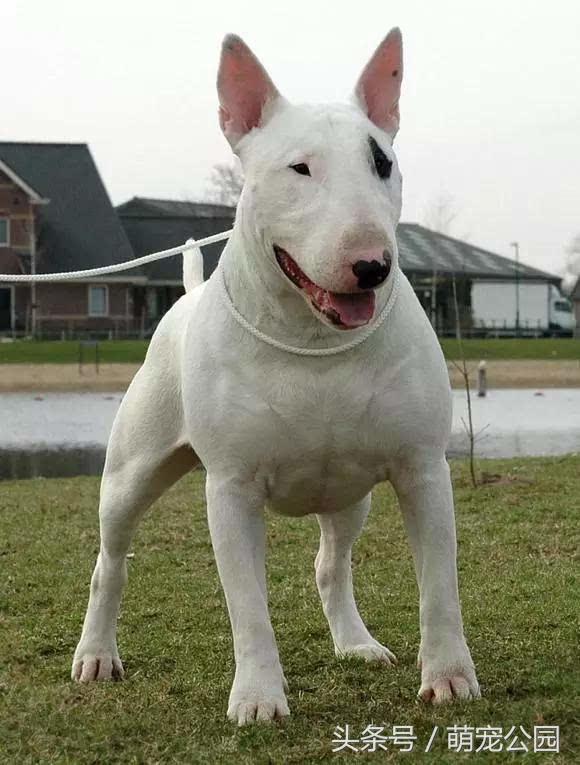 比特属于禁养犬吗,比特犬禁养国家名单