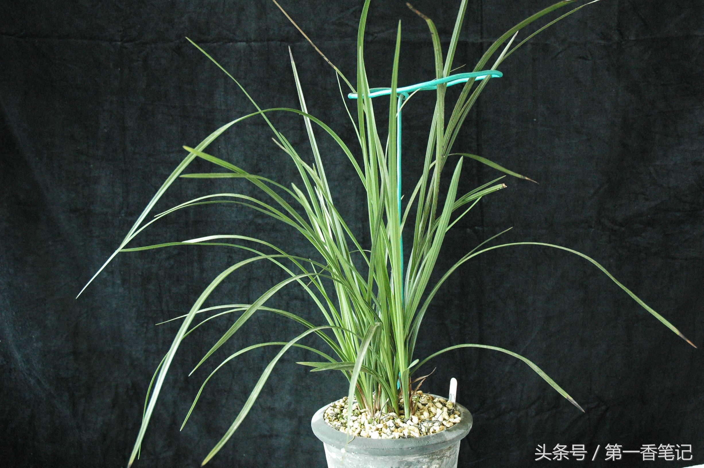 植金石与赤玉土养兰哪个好,珍珠岩和植金石哪个适合养兰