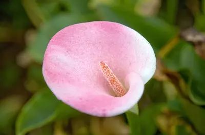 海芋和马蹄莲是同一种植物么,海芋和马蹄莲的区别在哪里