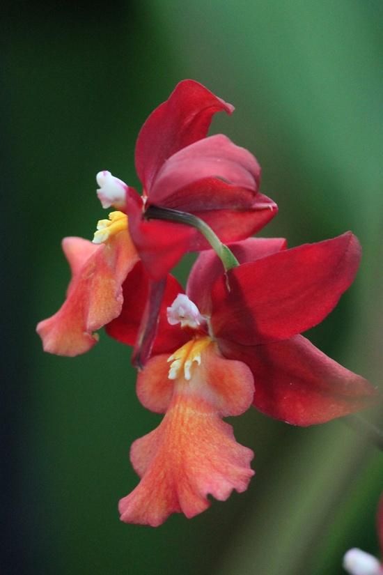 兰花寓意坚强象征着高洁傲骨之风,兰花代表怎样的高洁品质