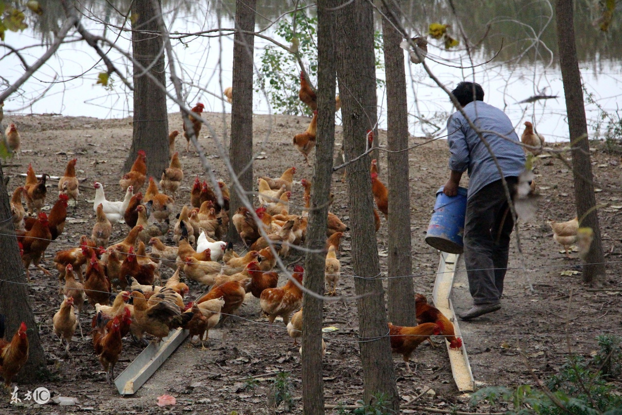 在农村里有什么好赚钱的项目,农民做什么才能快速致富