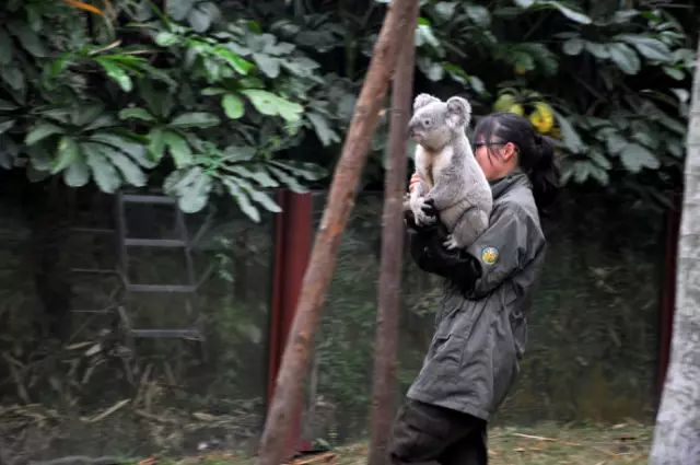 广州长隆野生动物园吃东西攻略,广州长隆野生动物园吃喝攻略