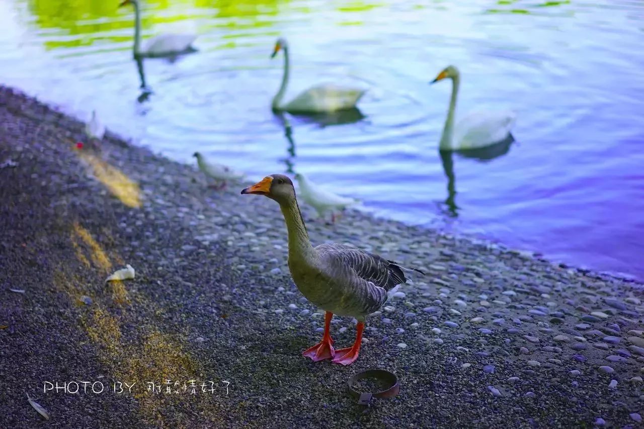 北京汤泉度假酒店排名,京城度假酒店