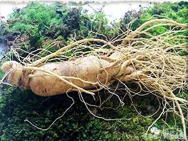 每天吃鲜人参,秋季食用鲜人参