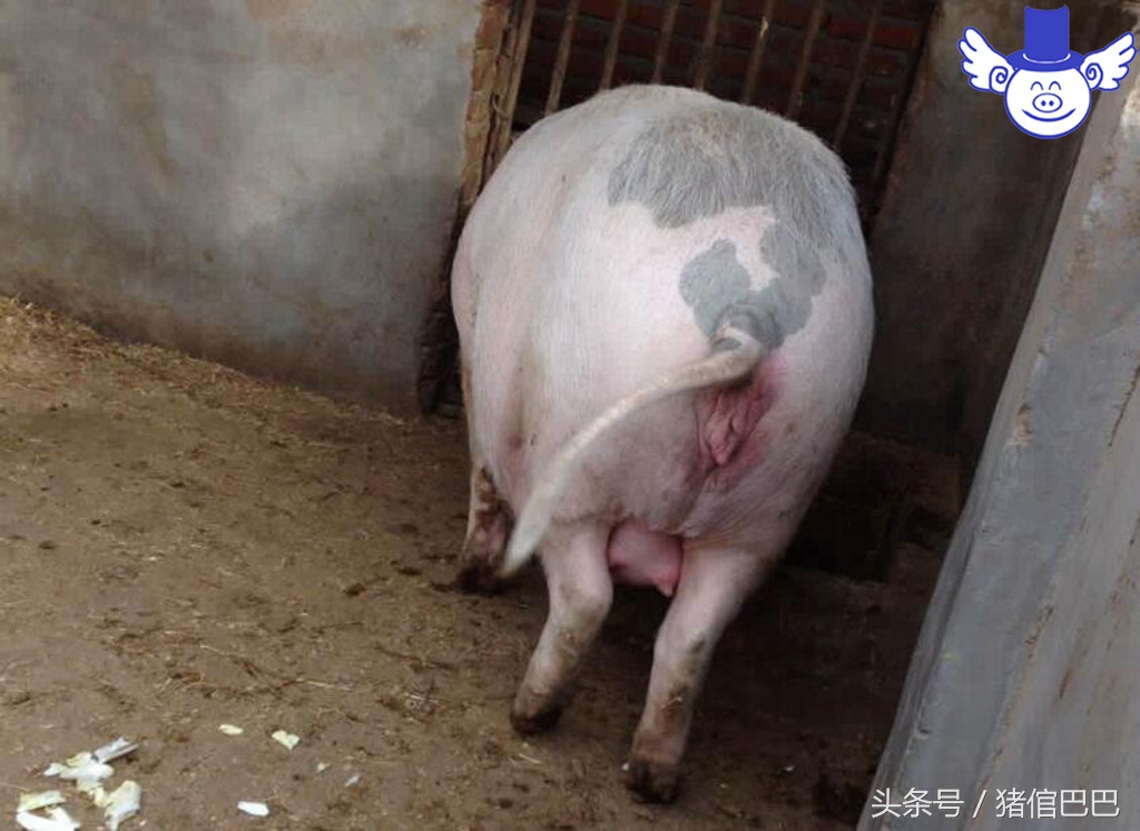 初产母猪难产最快解决办法,分娩母猪正确接生技术