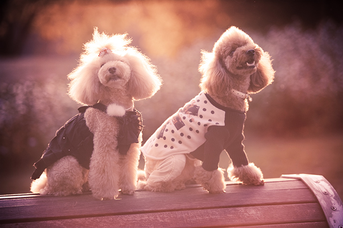 泰迪狗能吃咸,泰迪狗可以吃盐吗