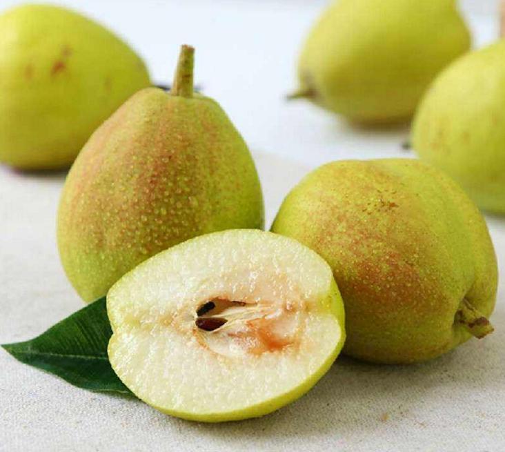 中国梨农的骄傲，你家乡种植过这些品种吗？