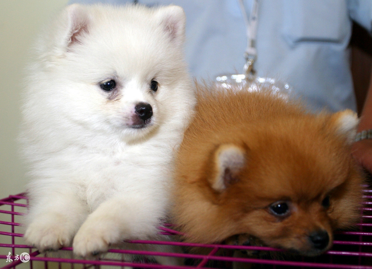 世界名犬博美比赛视频,博美宠物狗的名字大全